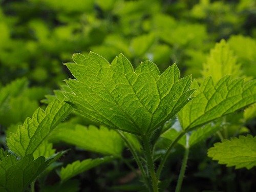 Phytothérapie